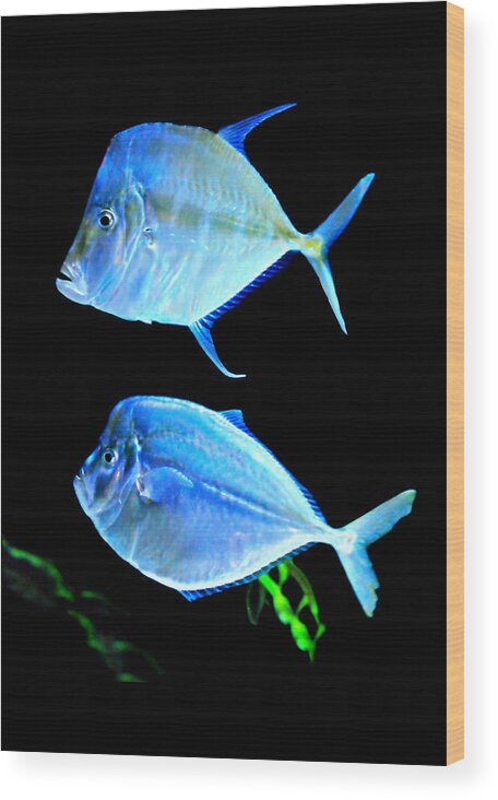 Fish Wood Print featuring the photograph Two Fish Blue Fish by Diana Angstadt