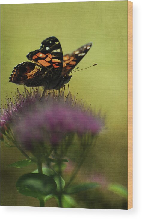 Vanessa Virginiensis Wood Print featuring the photograph Vanessa virginiensis American Lady Butterfly by Rebecca Sherman