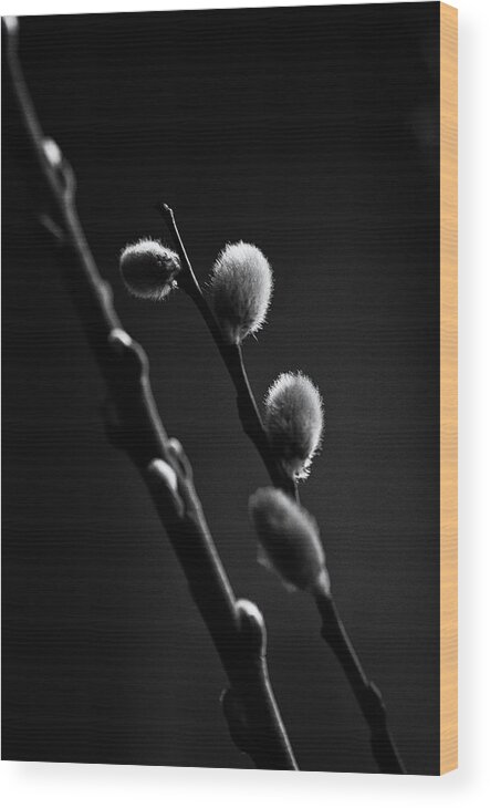 Pussy Willow Wood Print featuring the photograph Vernal Awakening by Sue Capuano