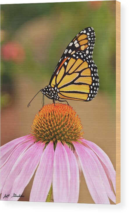 Animal Wood Print featuring the photograph Monarch Butterfly on a Purple Coneflower by Jeff Goulden