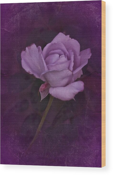 Purple Rose Wood Print featuring the photograph Vintage August Purple Rose by Richard Cummings