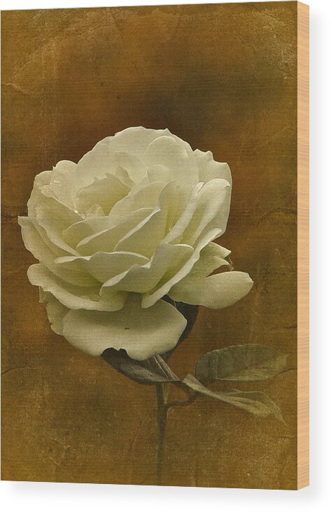 White Rose Wood Print featuring the photograph Vintage November White Rose by Richard Cummings
