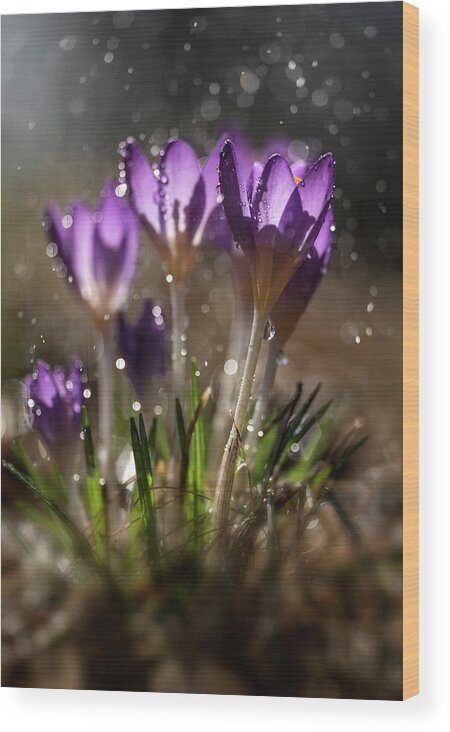Fresh Blue Crocus Wood Print featuring the photograph Violet crocuses in the morning rain by Jaroslaw Blaminsky