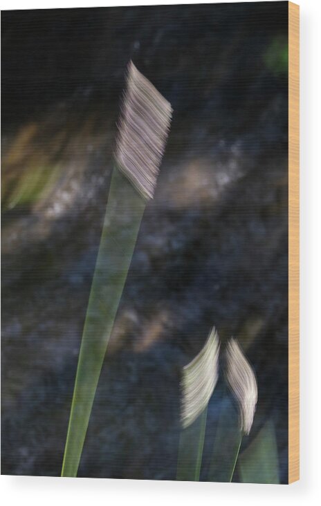 Impressionist Wood Print featuring the photograph Wands Over Water by Deborah Hughes