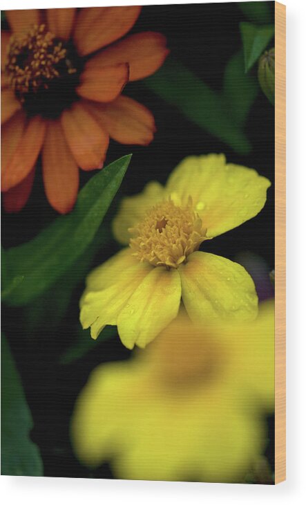 Daisy's Wood Print featuring the photograph Warm Combination by Paul Mangold