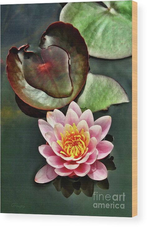 Gabriele Pomykaj Wood Print featuring the photograph Water and the Lily by Gabriele Pomykaj