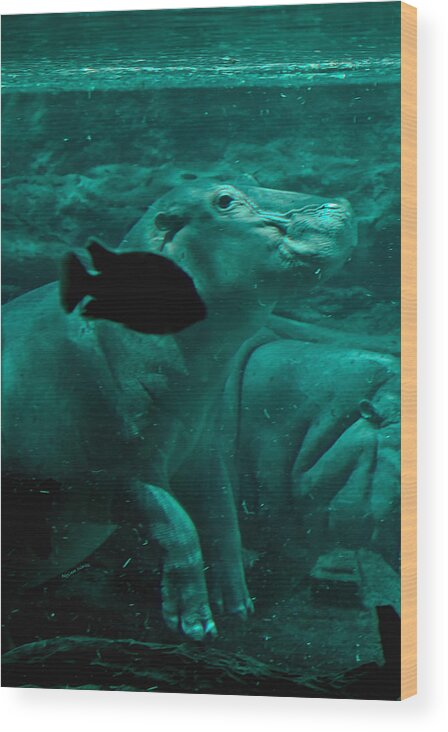 Hippo Wood Print featuring the digital art Water Horse Ballet by DigiArt Diaries by Vicky B Fuller