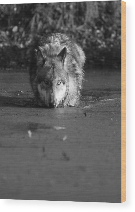 Wolf Wolves Lupine Canis Lupis Animal Wildlife Photograph Photography Wood Print featuring the photograph Water Wolf I by Shari Jardina