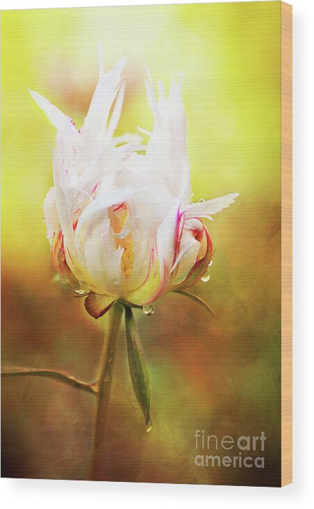 White Peony Wood Print featuring the photograph White Chinese Peony Laden with Raindrops by Anita Pollak