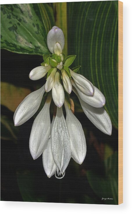 White Wood Print featuring the photograph Hosta - Royal Standard by George Bostian