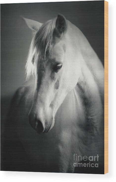 Horse Wood Print featuring the photograph White Horse Head Art Portrait by Dimitar Hristov