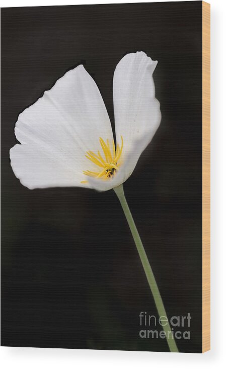 Poppy Wood Print featuring the photograph White Mexican Gold Poppy by Tamara Becker