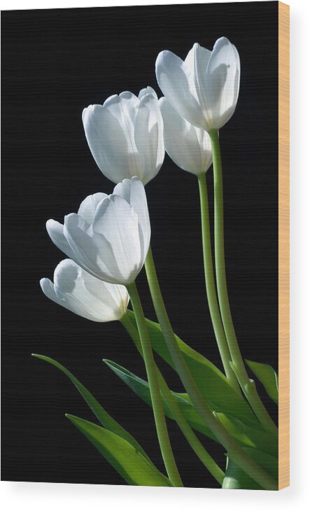 Tulip Wood Print featuring the photograph White Tulips by Dung Ma
