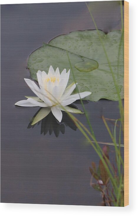 White Water Lotus Wood Print featuring the photograph White Water Lotus by Debra   Vatalaro