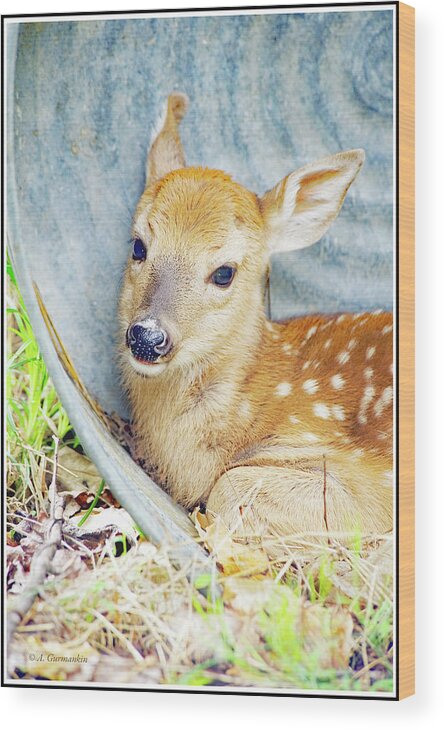 White-tailed Deer Wood Print featuring the photograph Whitetailed Deer Fawn Finds Shelter in Washtub by A Macarthur Gurmankin