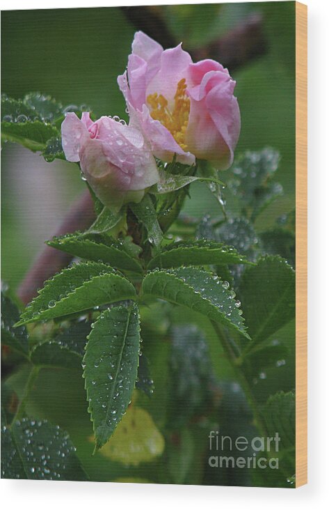 Flower Wood Print featuring the photograph Wild Rose Buds by Deborah Johnson