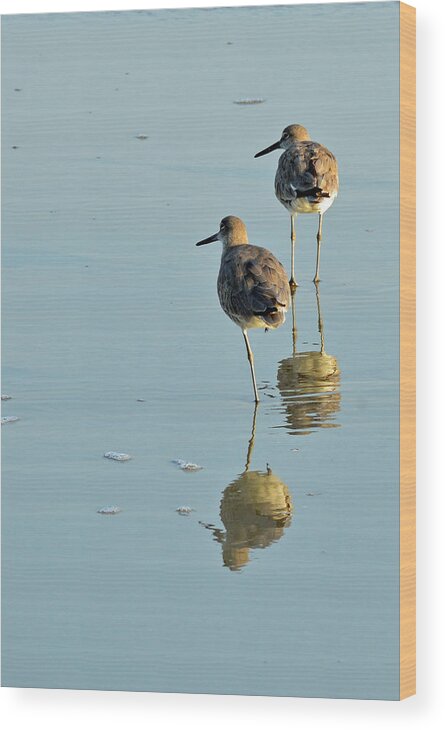 Jekyll Island Wood Print featuring the photograph Willets on Jekyll by Bruce Gourley