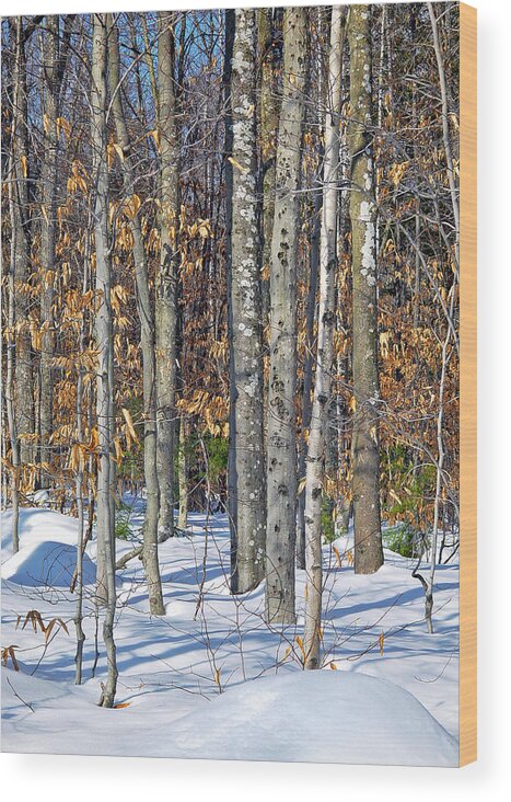 Snow Wood Print featuring the photograph Winter Copse With Birches by Lynda Lehmann