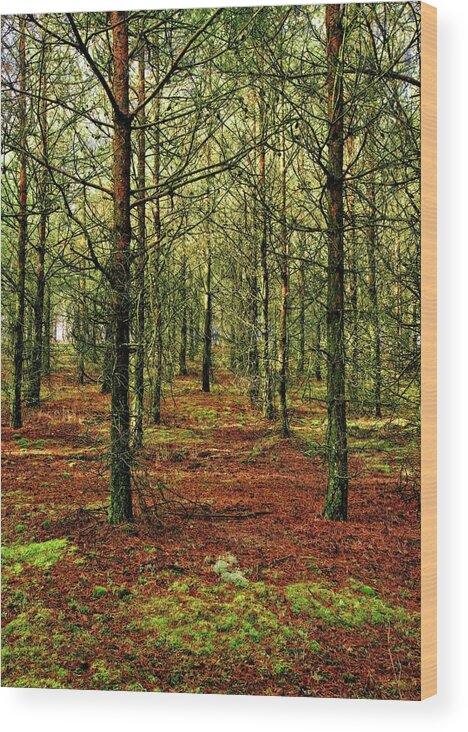Trees Wood Print featuring the photograph Winter Forest by Martyn Arnold