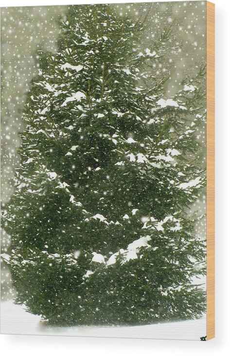 Winter Shines Over Pine Wood Print featuring the photograph Winter Shines Over Pine by Debra   Vatalaro