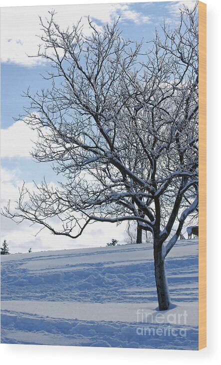 Winter Wood Print featuring the photograph Winter Tree by Lila Fisher-Wenzel