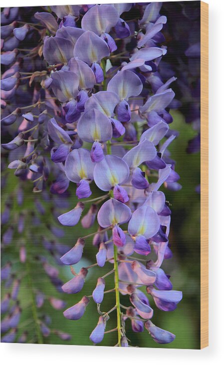 Wisteria Wood Print featuring the photograph Wisteria in Bloom by Jessica Jenney