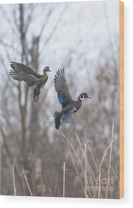 Duck Wood Print featuring the photograph Wood Flight by Douglas Kikendall