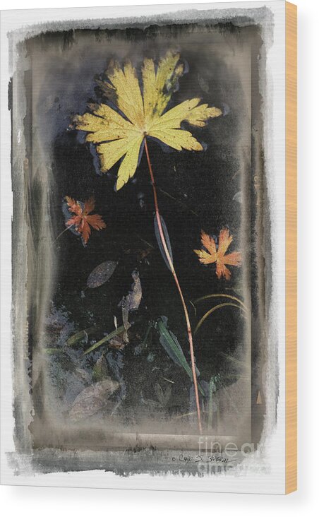 Landscape Wood Print featuring the photograph Yellow Leaf by Craig J Satterlee