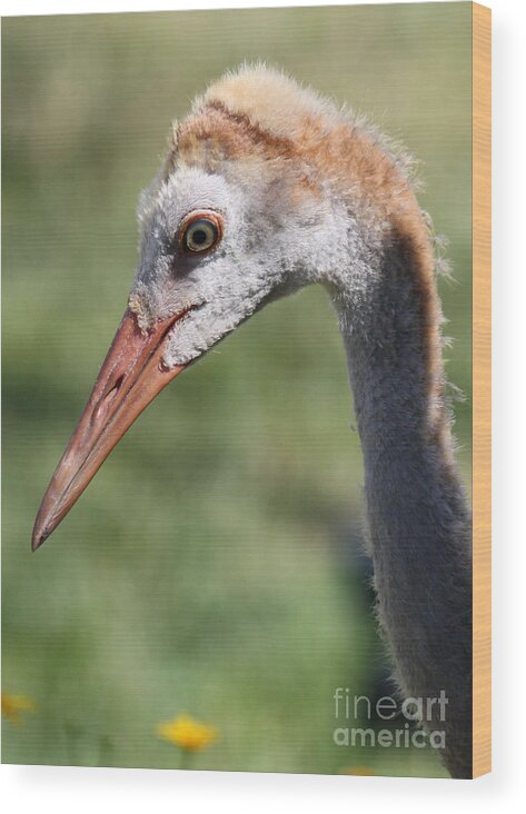 Sandhill Wood Print featuring the photograph Young Sandhill Profile by Carol Groenen