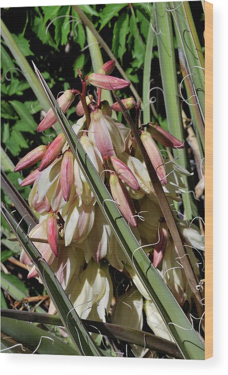 Nature Wood Print featuring the photograph Yucca Bloom I by Ron Cline