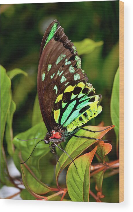Insect Wood Print featuring the photograph Colorful Male Birdwing Butterfly #1 by Jodijacobson