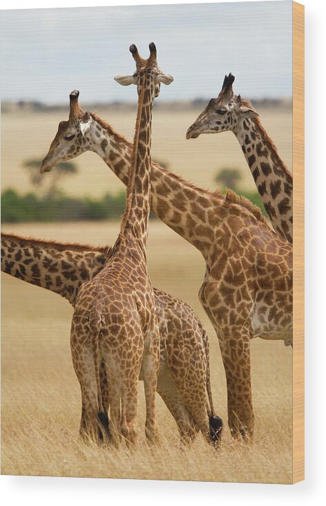 Kenya Wood Print featuring the photograph Masai Giraffe Graze On Masai Mara #1 by Carl D. Walsh