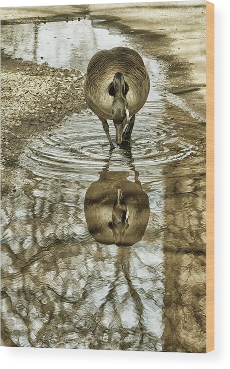 Geese Wood Print featuring the photograph Mirror Mirror by Cate Franklyn