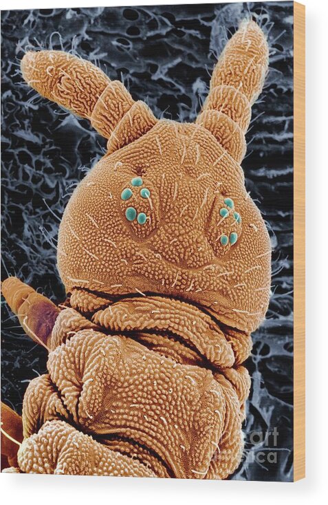 Antennae Wood Print featuring the photograph Sem Of A Springtail Head #1 by Dr Jeremy Burgess/science Photo Library