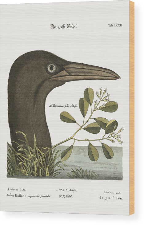 Birds Wood Print featuring the painting The Great Booby by Mark Catesby