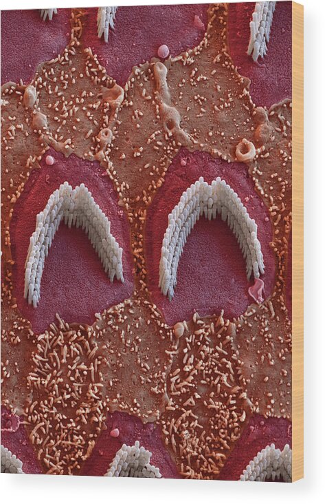 Cochlea Wood Print featuring the photograph Cochlea, Outer Hair Cells, Sem #11 by Oliver Meckes EYE OF SCIENCE
