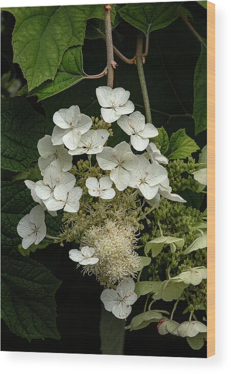 Hydrangea Wood Print featuring the photograph Hydrangea #19 by Robert Ullmann