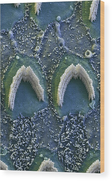 Cochlea Wood Print featuring the photograph Cochlea, Outer Hair Cells, Sem #2 by Oliver Meckes EYE OF SCIENCE