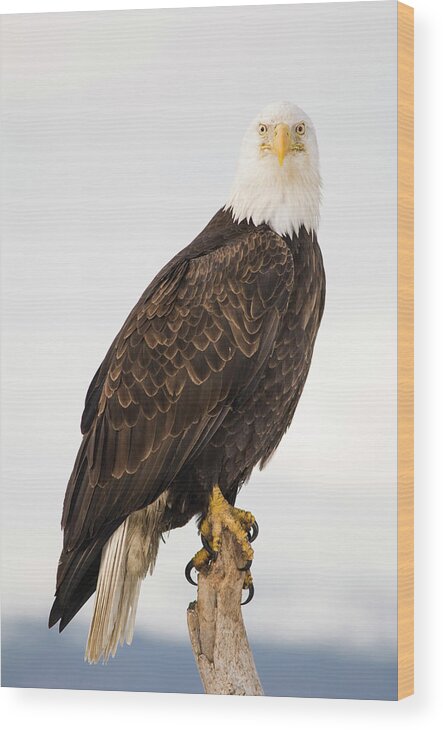 Animal Themes Wood Print featuring the photograph Bald Eagle Haliaeetus Leucocephalus #4 by Josh Miller Photography