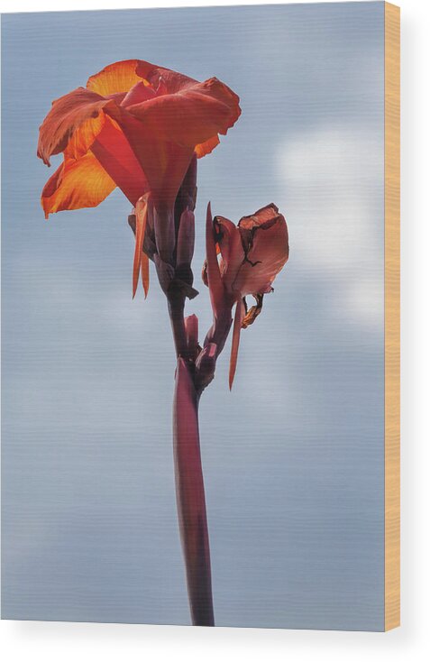 Lily Wood Print featuring the photograph Lily #46 by Robert Ullmann