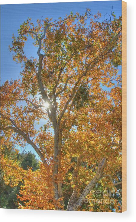 Fall Wood Print featuring the photograph Fall #5 by Marc Bittan
