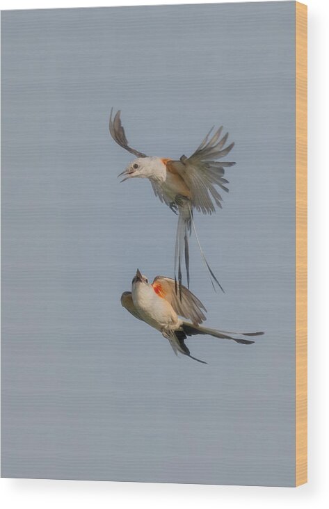 Nature Wood Print featuring the photograph A Pair Of Scissor-tailed Flycatchers by Sheila Xu