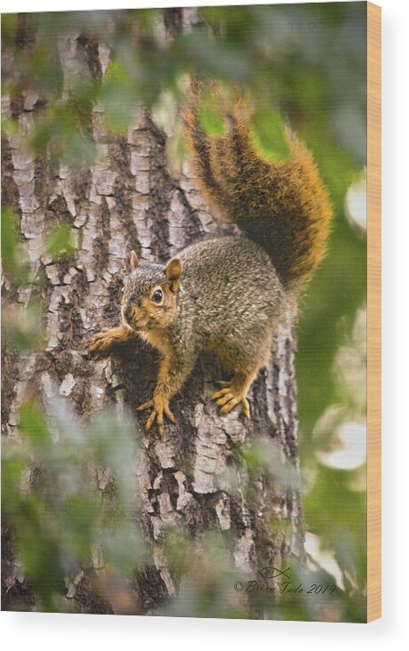 Nature Wood Print featuring the photograph Adorable Intruder, Editor's Favorite, National Geographic Your Shot by Brian Tada