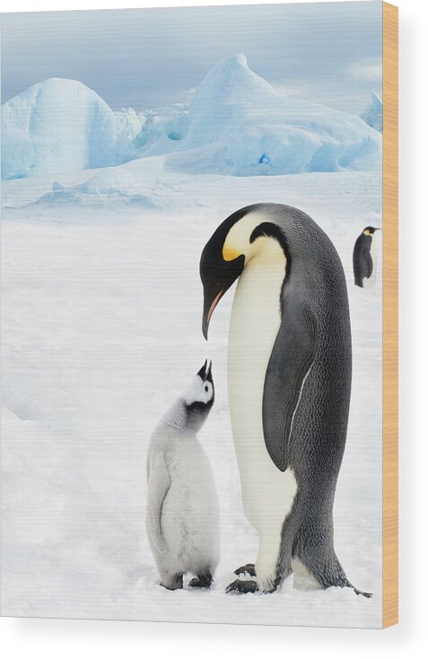 Scenics Wood Print featuring the photograph Adult Emperor Penguin And Chick by Mike Hill