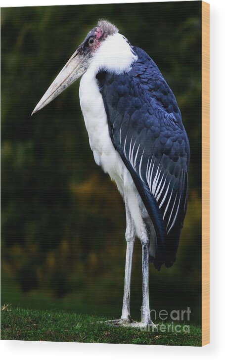 Bird Wood Print featuring the photograph African Marabou Stork by Elaine Manley