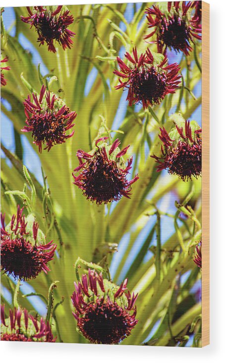 Silversword Wood Print featuring the photograph Ahinahina Flowers by Anthony Jones