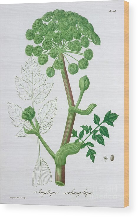 Angelica Wood Print featuring the drawing Angelica Archangelica Garden Angelica by Heritage Images