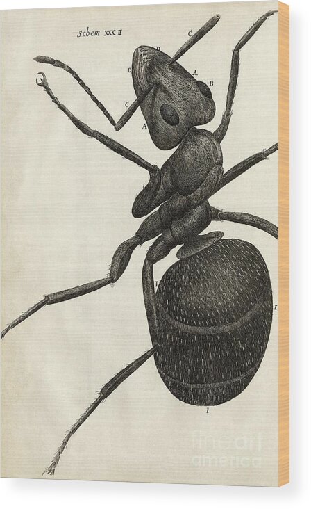 Animal Wood Print featuring the photograph Ant In Hooke's Micrographia (1665) by Library Of Congress, Rare Book And Special Collections Division/science Photo Library