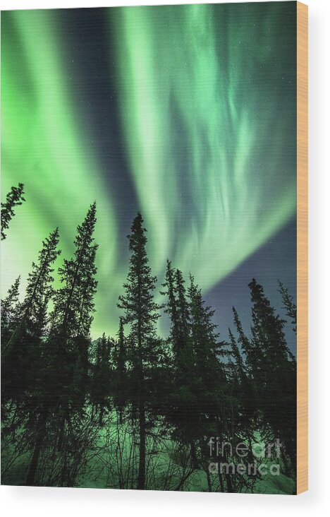 Alaska Wood Print featuring the photograph Arctic Landscape With Trees And Aurora by Chris Madeley/science Photo Library