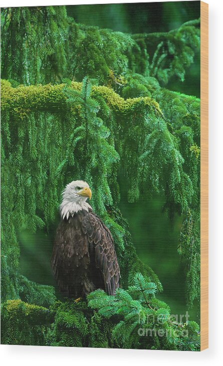 Dave Welling Wood Print featuring the photograph Bald Eagle In Southeast Alaska by Dave Welling